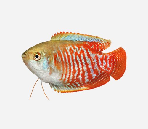 Colisa lalia (macho)
