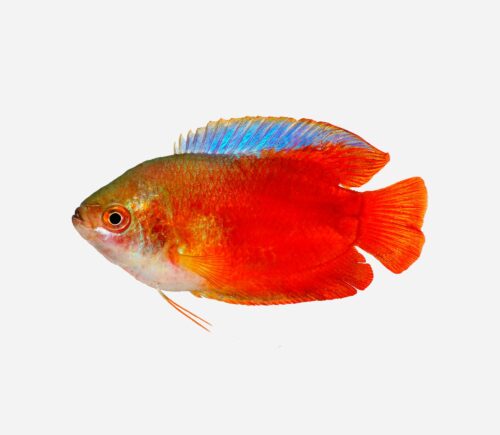Colisa lalia Neón rojo (macho)