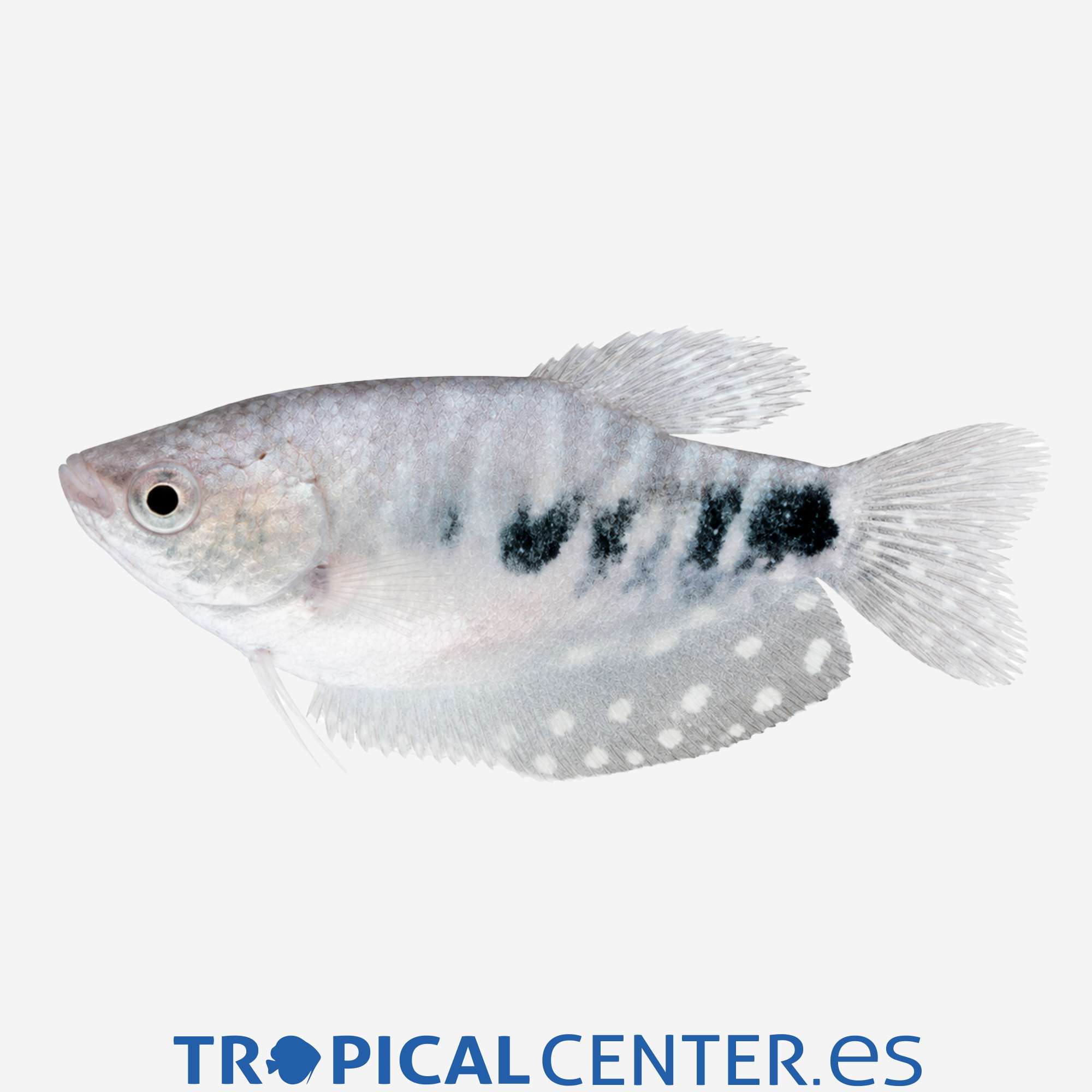 an65-04-gurami-azul-cosby-hqf_general_5780.jpg