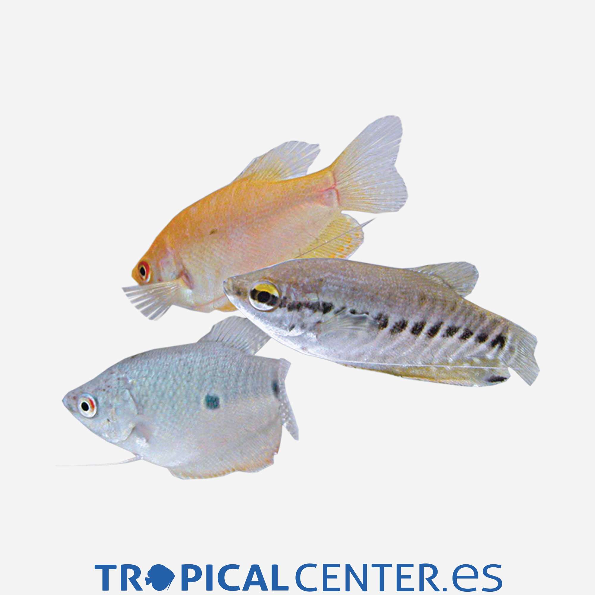 an87-2-gurami-surtido-hqf_general_3306.jpg an87-2-gurami-surtido-hqf_general_3306.jpg