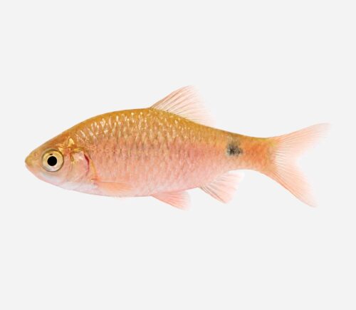 Barbo rosado