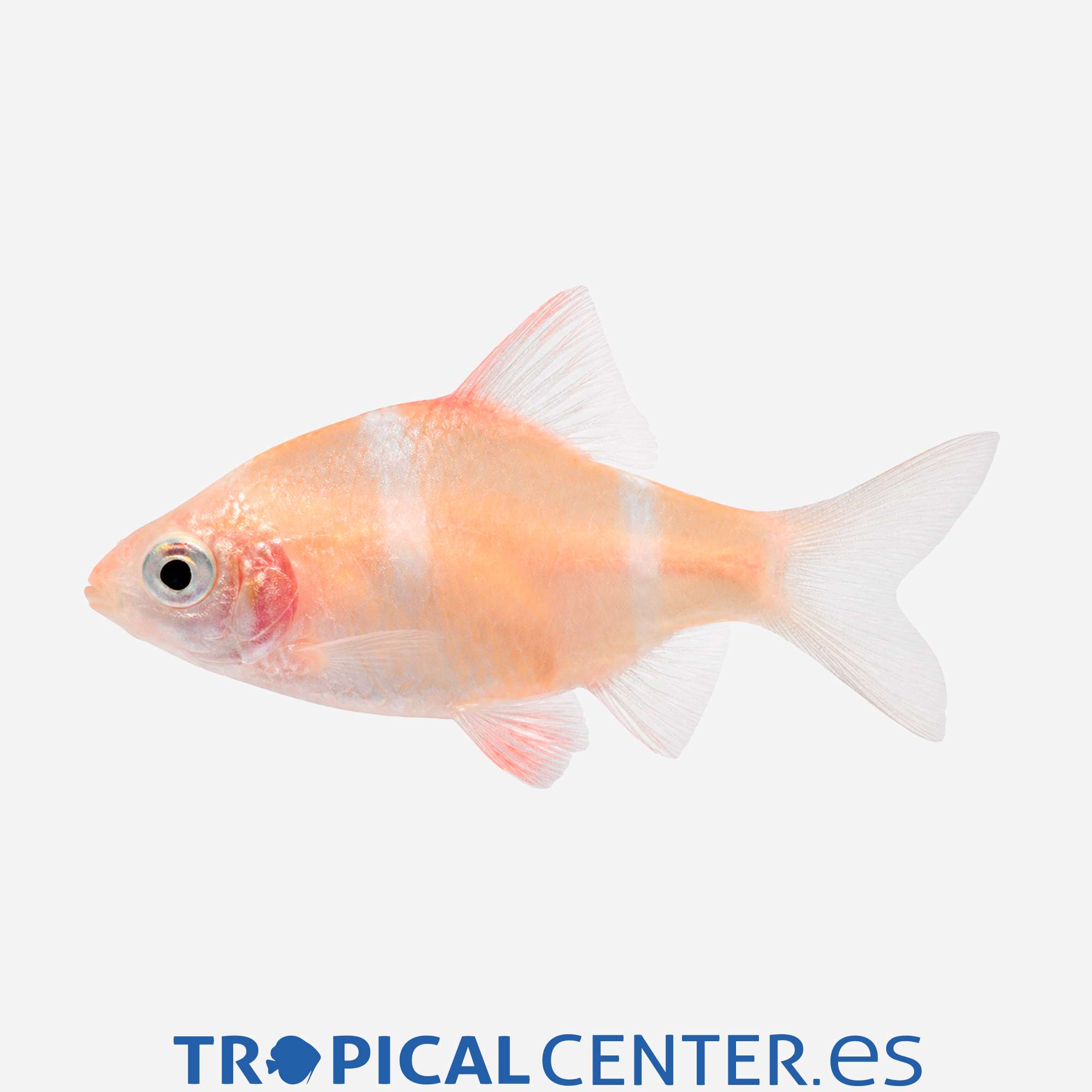 ba35-1-barbo-tetrazona-albino_general_5708.jpg ba35-1-barbo-tetrazona-albino_general_5708.jpg