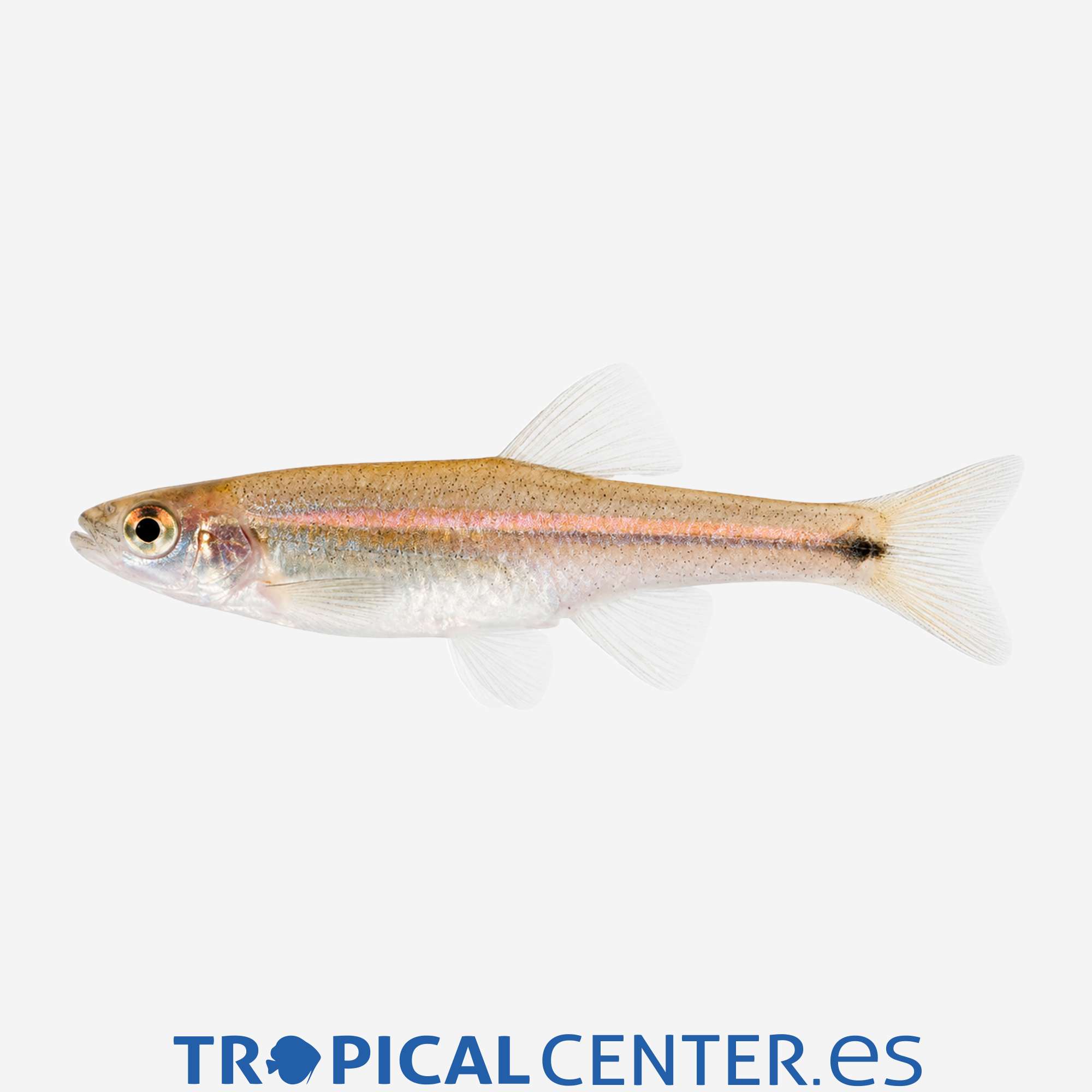 ba61-2-salmon-enano-arcoiris_general_5775.jpg ba61-2-salmon-enano-arcoiris_general_5775.jpg