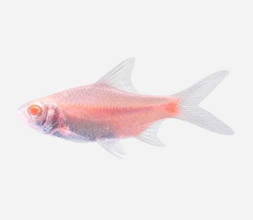 Barbo Tinfoil Albino