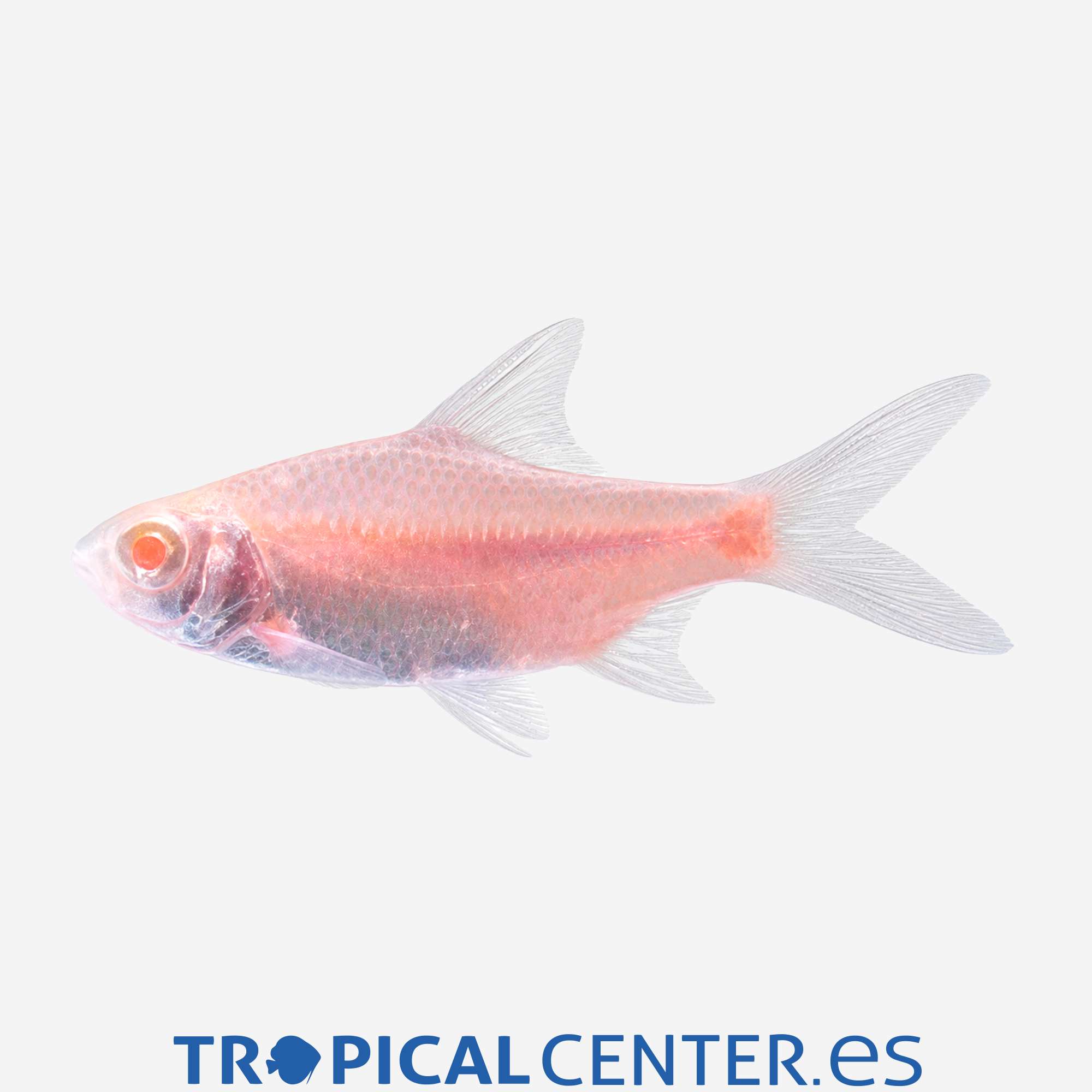 ba64-4-barbo-tinfoil-albino_general_5674.jpg ba64-4-barbo-tinfoil-albino_general_5674.jpg