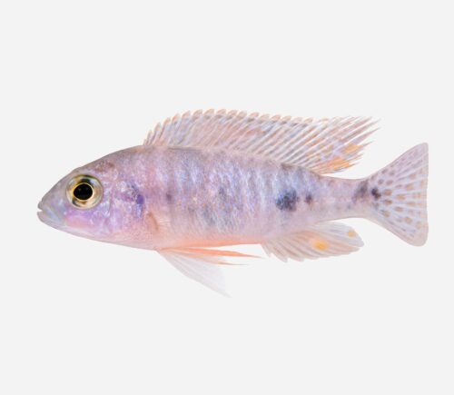 Aulonocara trewavasae OB