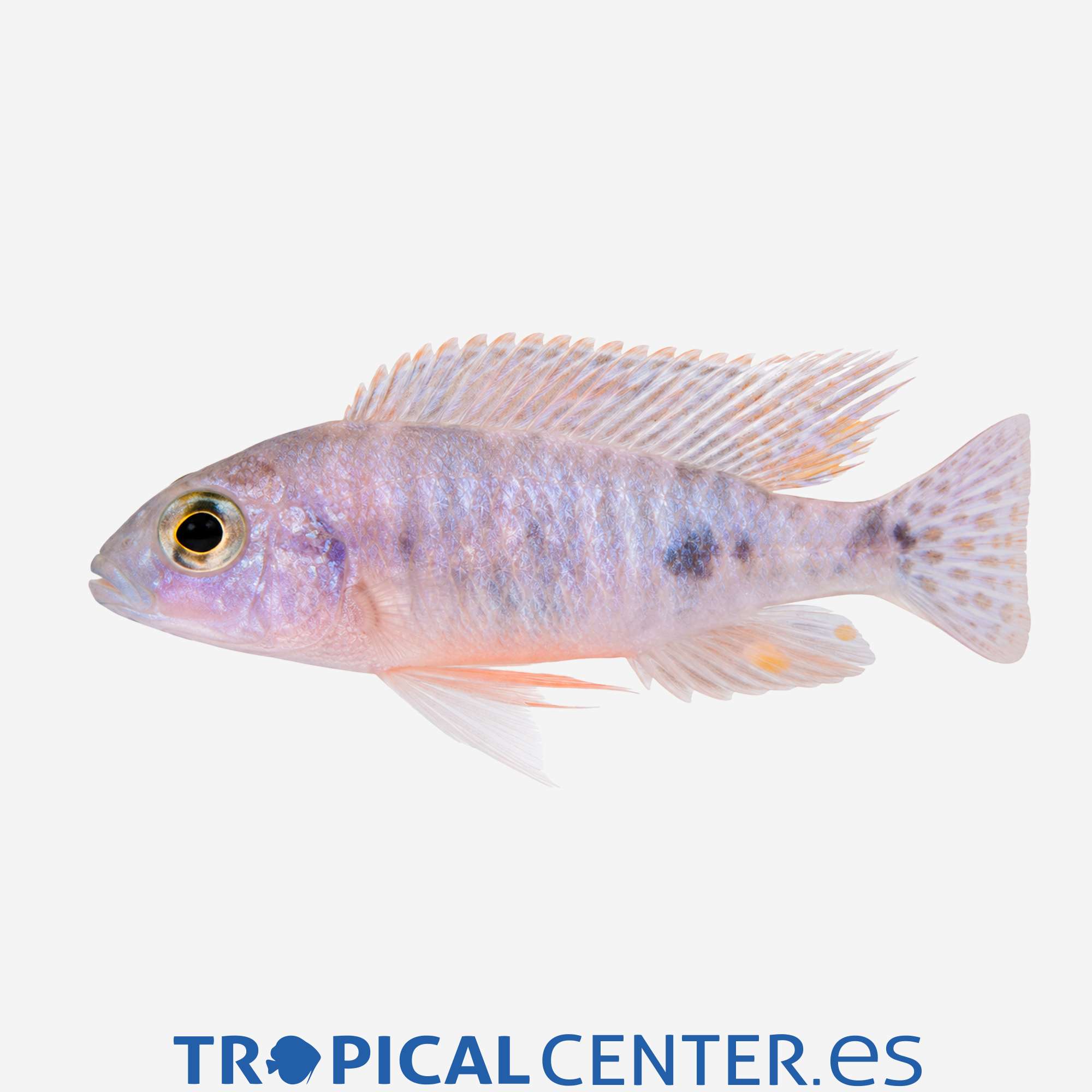 ca09-8-aulonocara-trewavasae-ob_general_5803.jpg