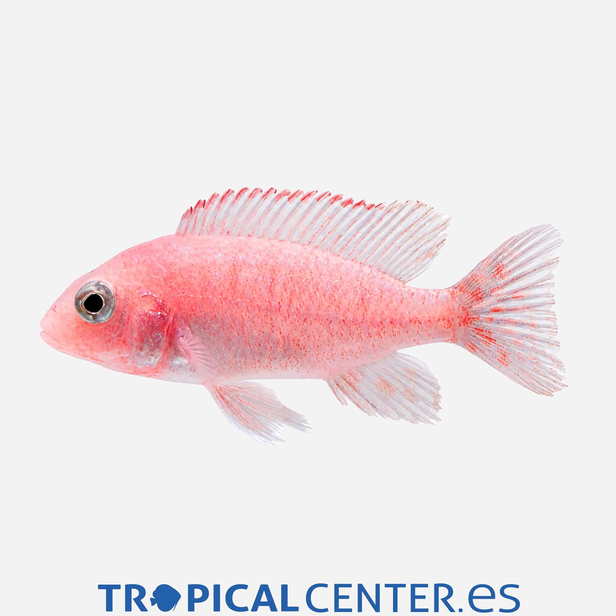 ca13-2-aulonocara-strawberry-red_general_5686.jpg ca13-2-aulonocara-strawberry-red_general_5686.jpg