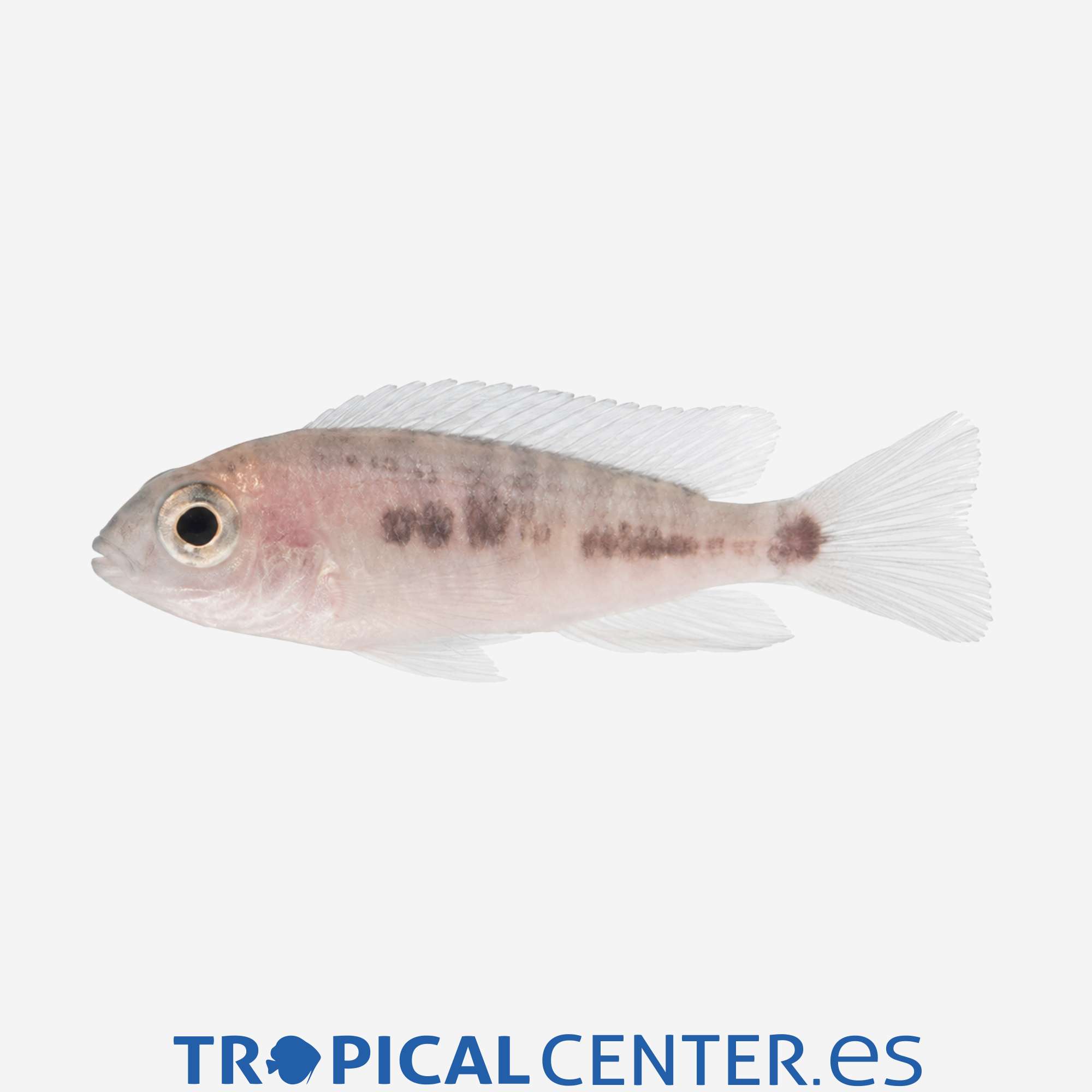 ca176-2-aulonocara-nyassae-azul_general_5802.jpg ca176-2-aulonocara-nyassae-azul_general_5802.jpg