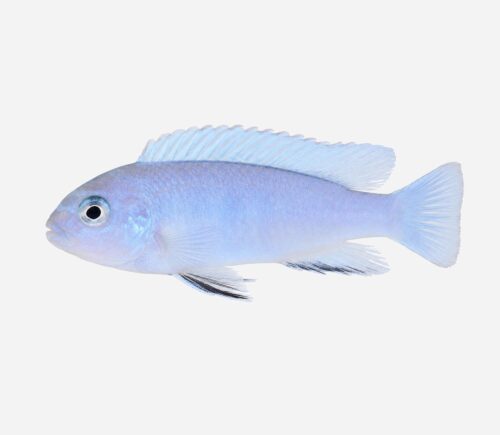 Mbuna zebra Azul Cobalto