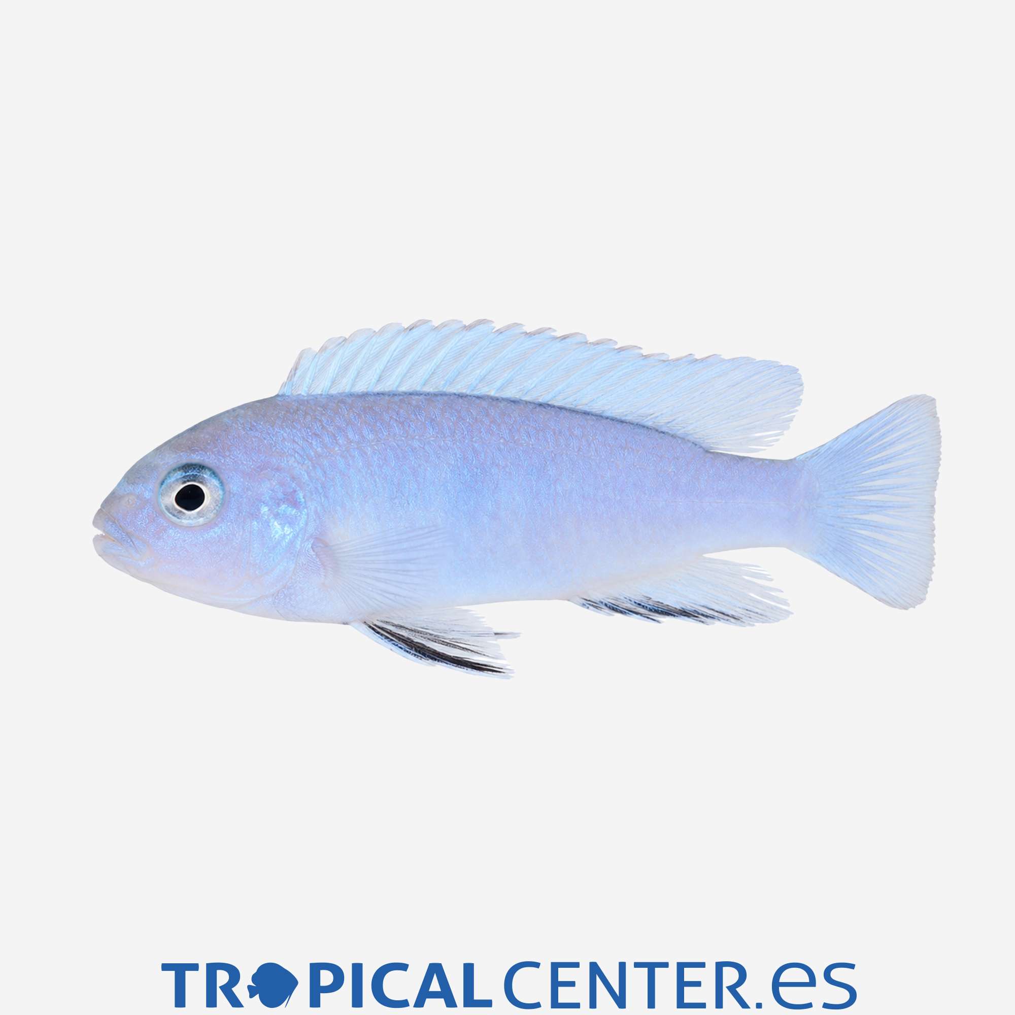 ca21-2-mbuna-zebra-azul-cobalto_general_5676.jpg