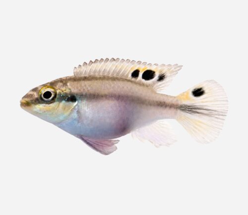 Kribensis