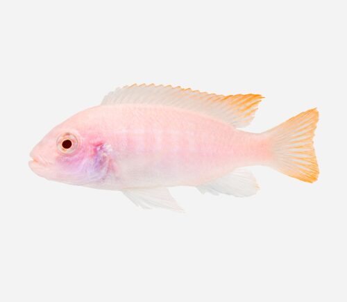 Mbuna Socolofi Albino