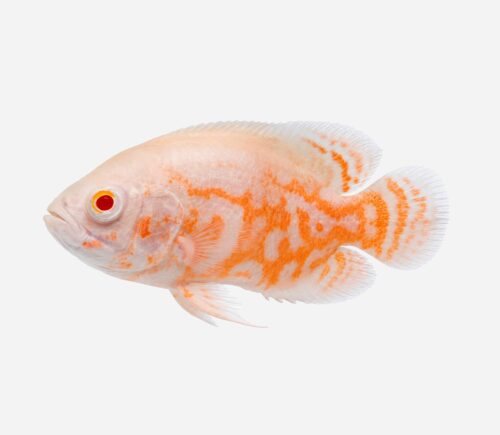 Oscar Tigre albino