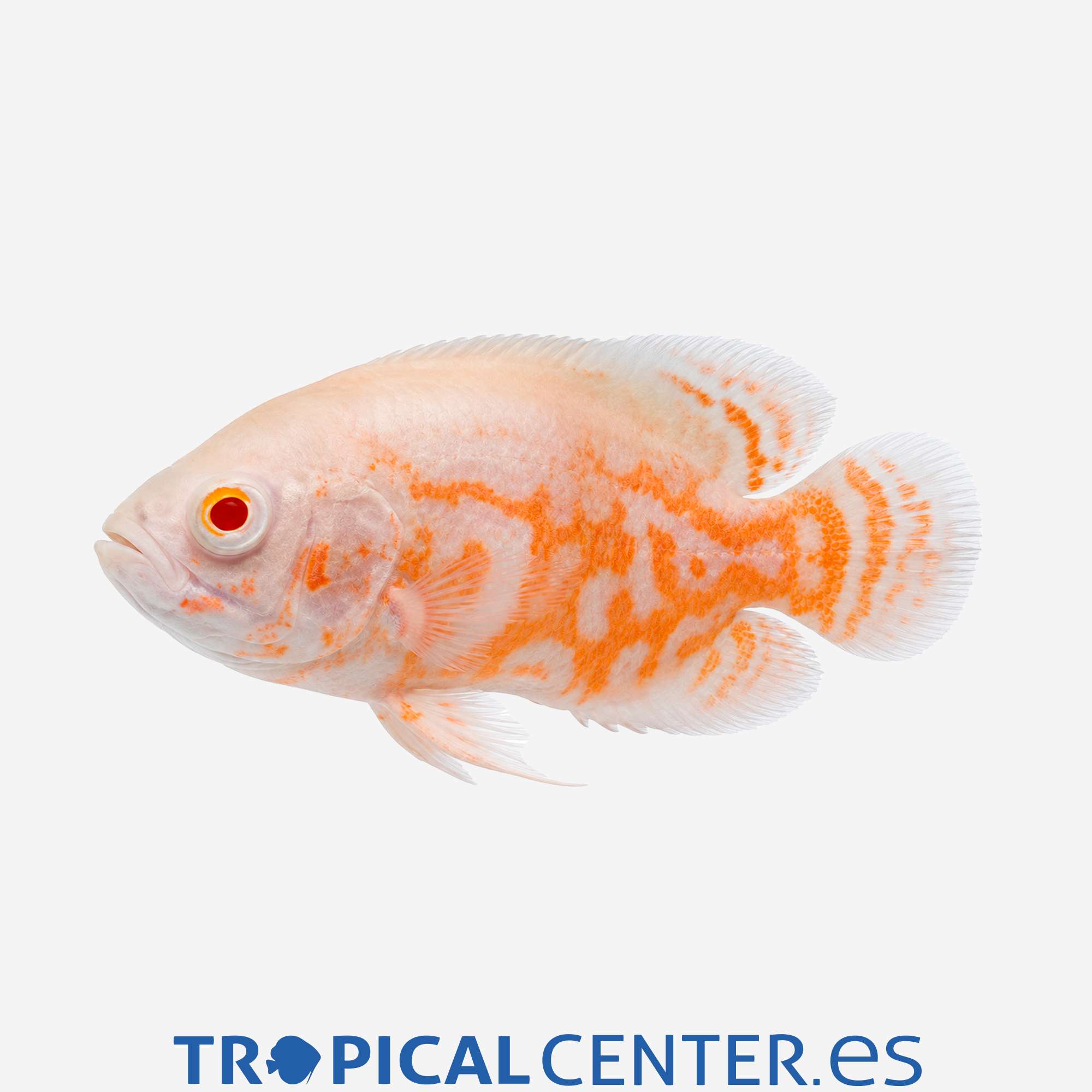 cm98-2-oscar-tigre-albino_general_5703.jpg