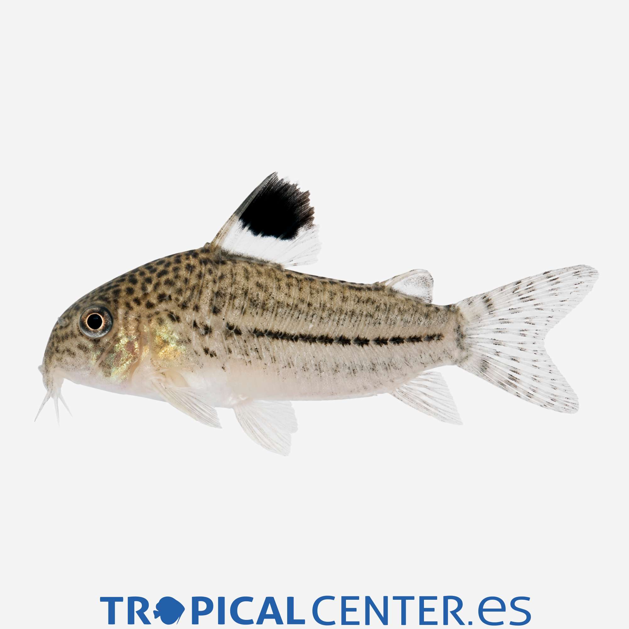 co15-2-coridora-leopardo_general_5810.jpg co15-2-coridora-leopardo_general_5810.jpg