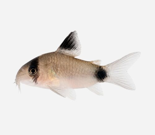 Coridora Panda