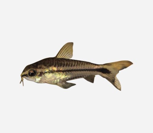 Coridora Pigmea