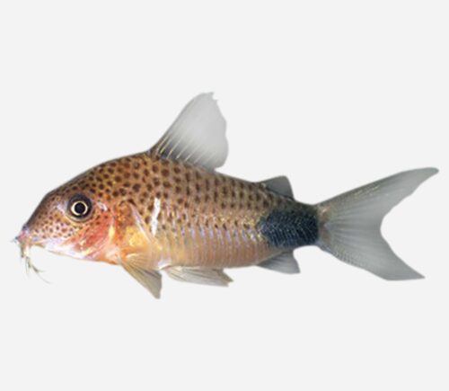 Coridora similis