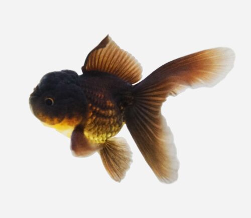 Oranda Negro