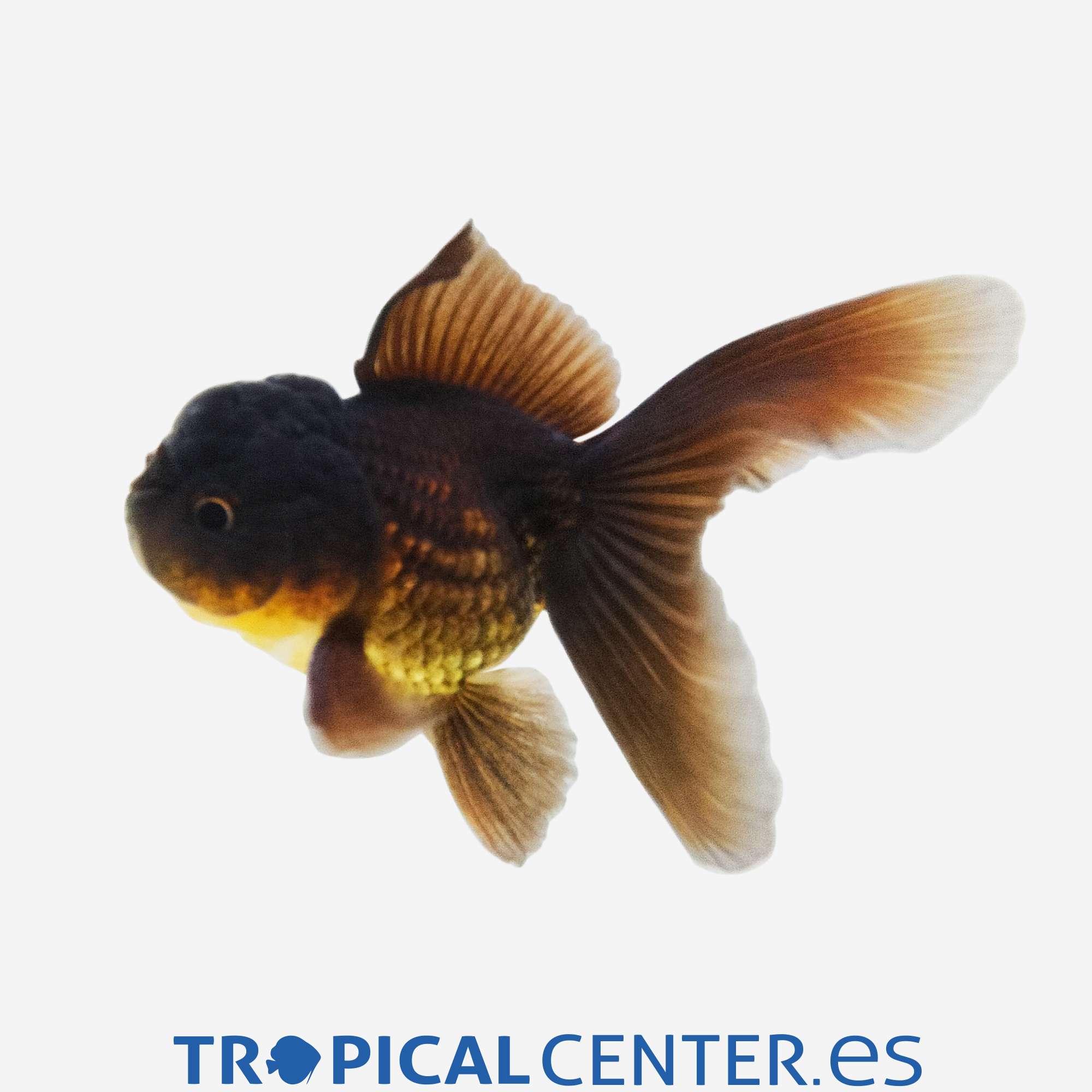 cs026-5-oranda-negro_general_5654.jpg cs026-5-oranda-negro_general_5654.jpg