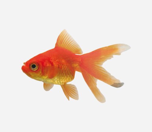 Ryukin Rojo