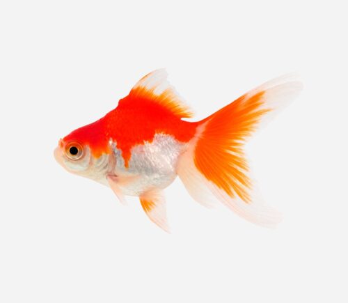 Ryukin Rojo y blanco