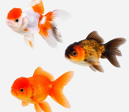 Oranda Surtido 💎HQF💎