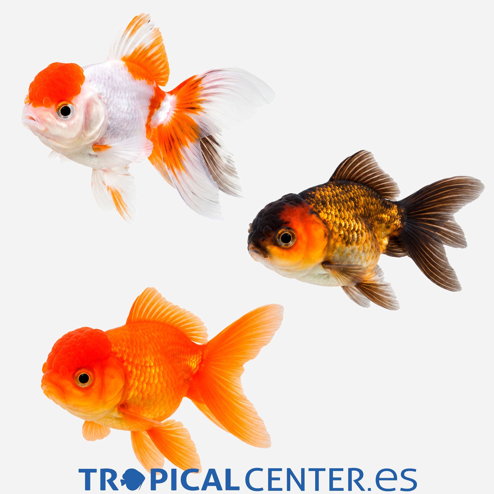 cs82-04-oranda-surtido-hqf_general_5758.jpg cs82-04-oranda-surtido-hqf_general_5758.jpg