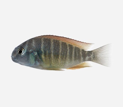 Moori Moliro
