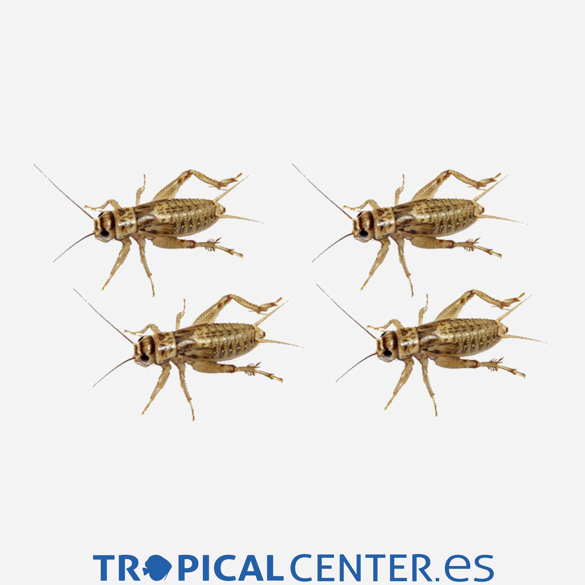 d1405-grillo-rubio_general_3556.jpg