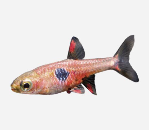 Rásbora red micros