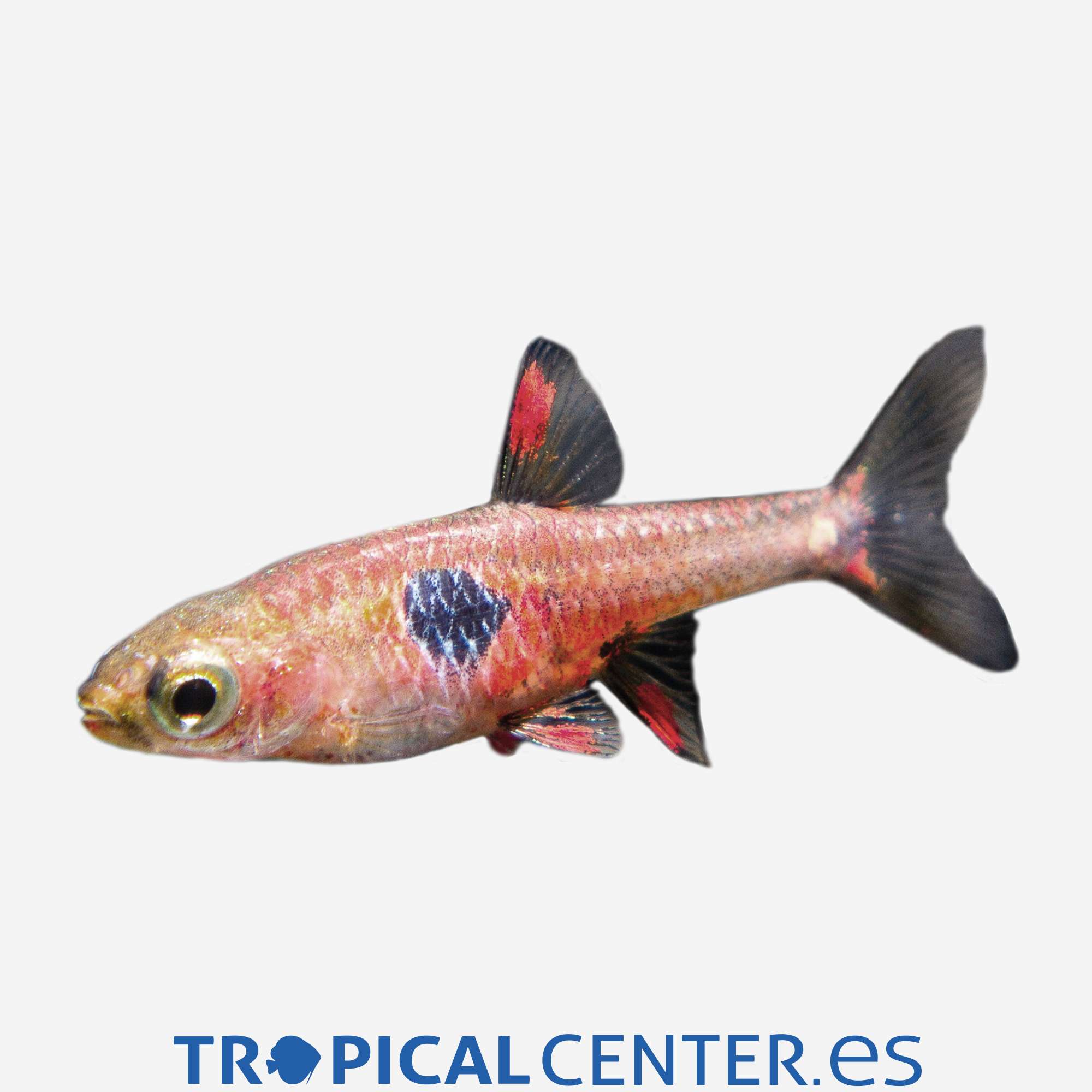 dr50-2-rasbora-red-micros_cambiar_4143.jpg dr50-2-rasbora-red-micros_cambiar_4143.jpg