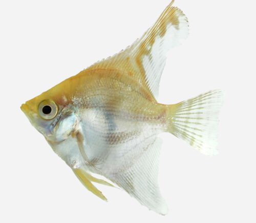 Escalar Oro