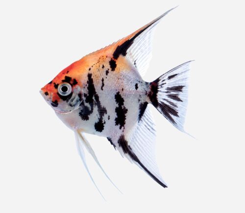 Escalar Koi