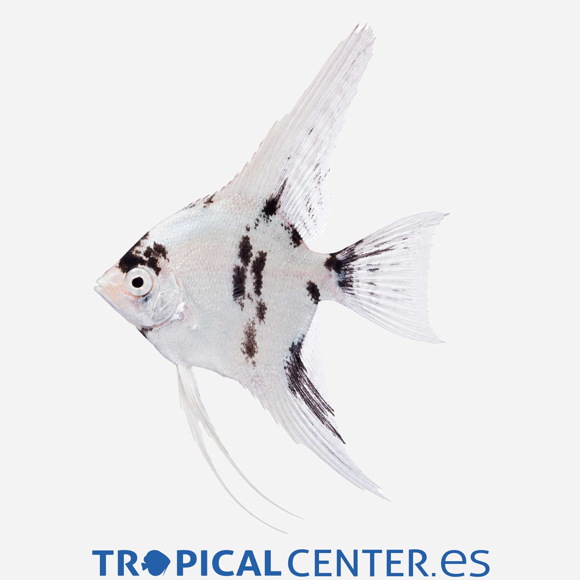 es46-0-escalar-dalmata_general_5682.jpg es46-0-escalar-dalmata_general_5682.jpg