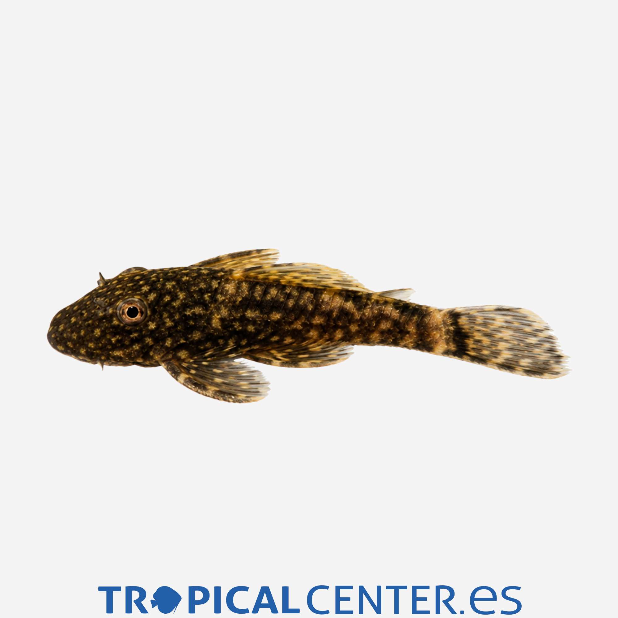 gc01-2-ancistrus-moteado-hqf_general_5687.jpg gc01-2-ancistrus-moteado-hqf_general_5687.jpg