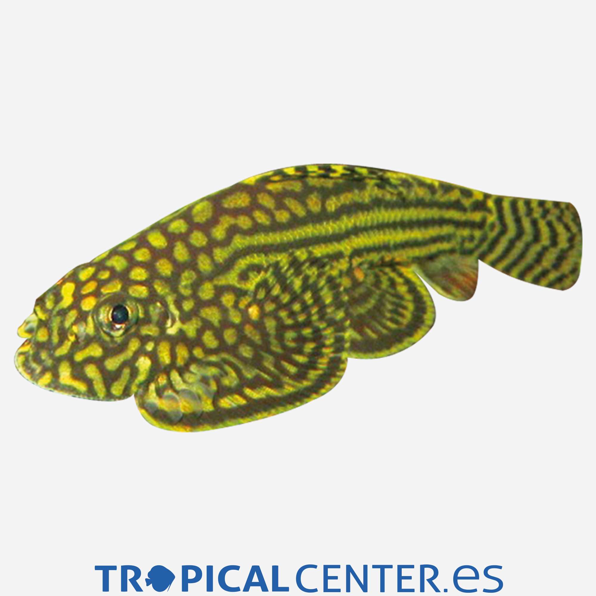 gc14-2-chupa-algas-chino_general_3628.jpg