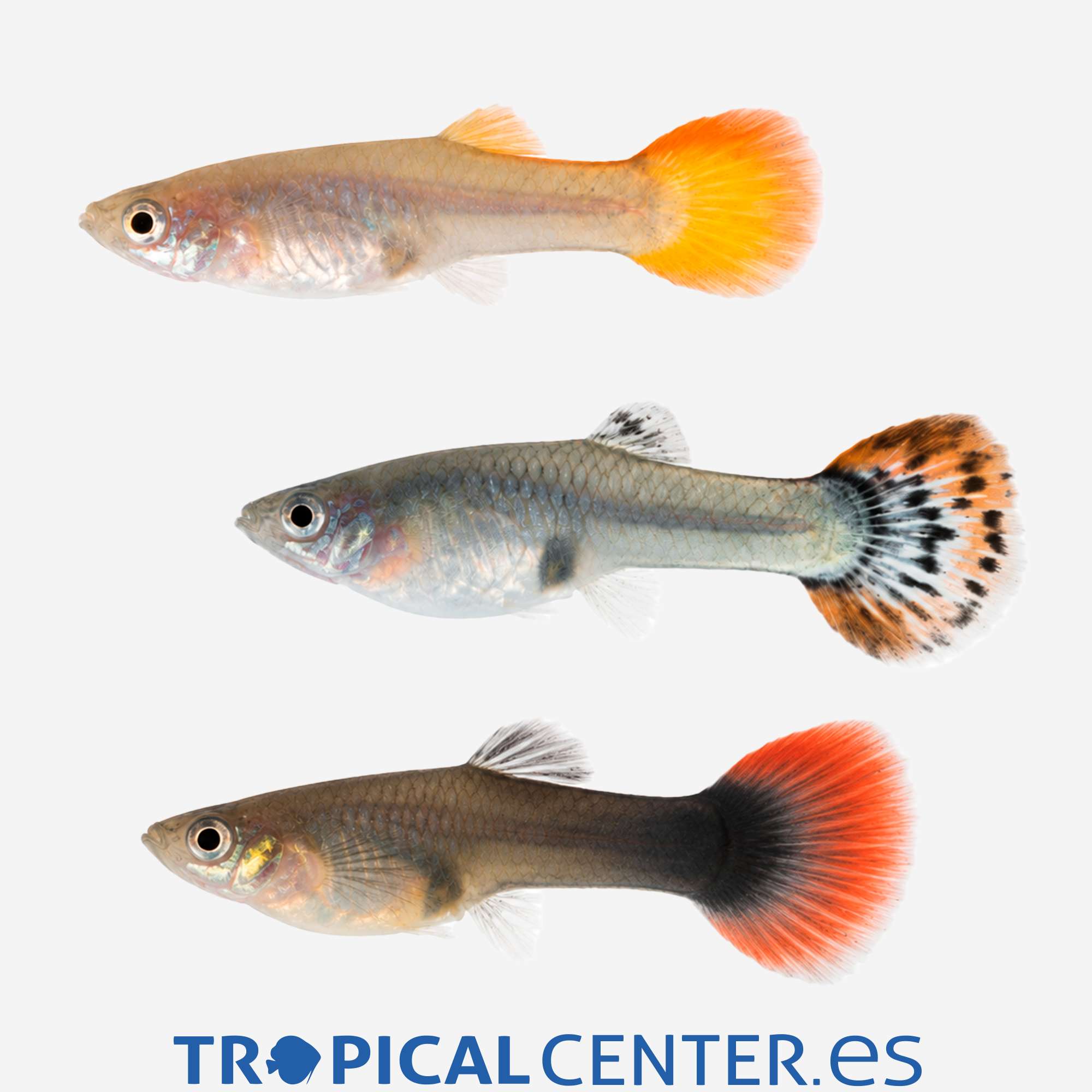 gu04-2-guppy-surtida-hembra_general_5731.jpg gu04-2-guppy-surtida-hembra_general_5731.jpg
