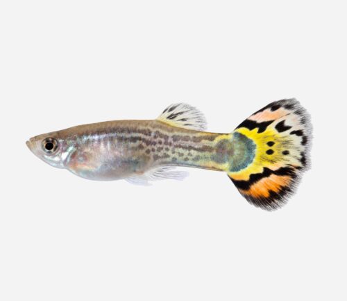 Guppy Cola leopardo 💎HQF💎 (macho)