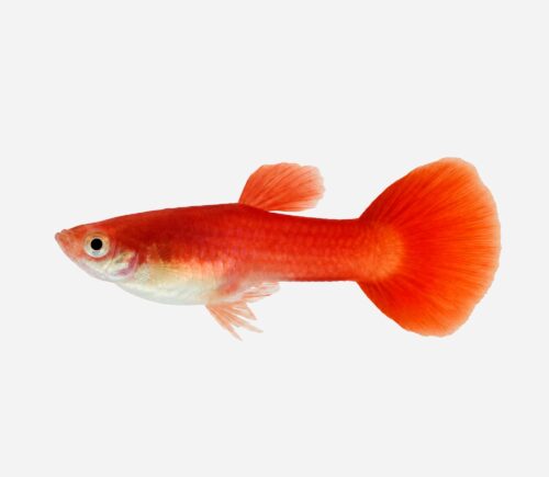 Guppy Rojo sangre 💎HQF💎 (macho)