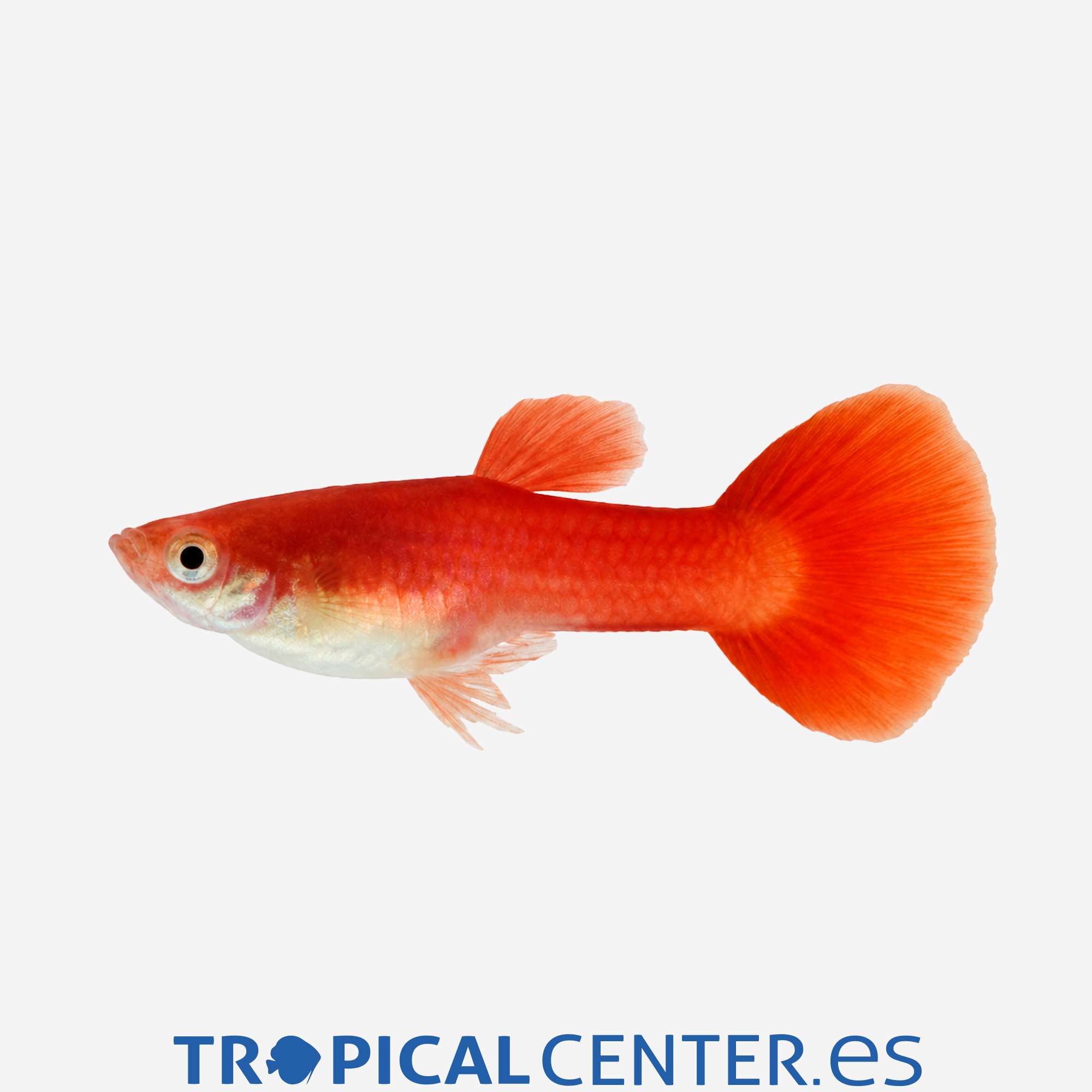 gu190-3-guppy-rojo-sangre-hqf-macho_general_5734.jpg gu190-3-guppy-rojo-sangre-hqf-macho_general_5734.jpg