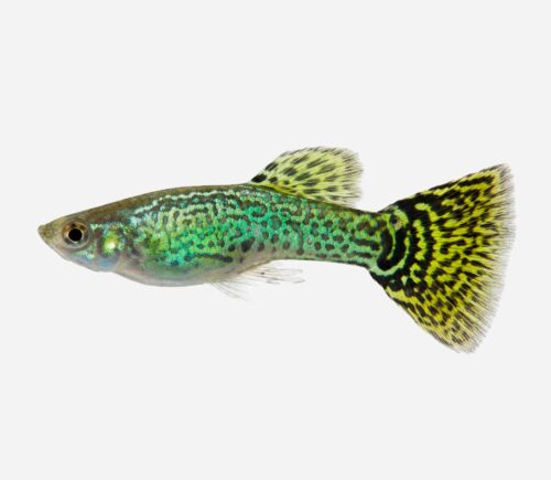 Guppy Cobra verde 💎HQF💎
