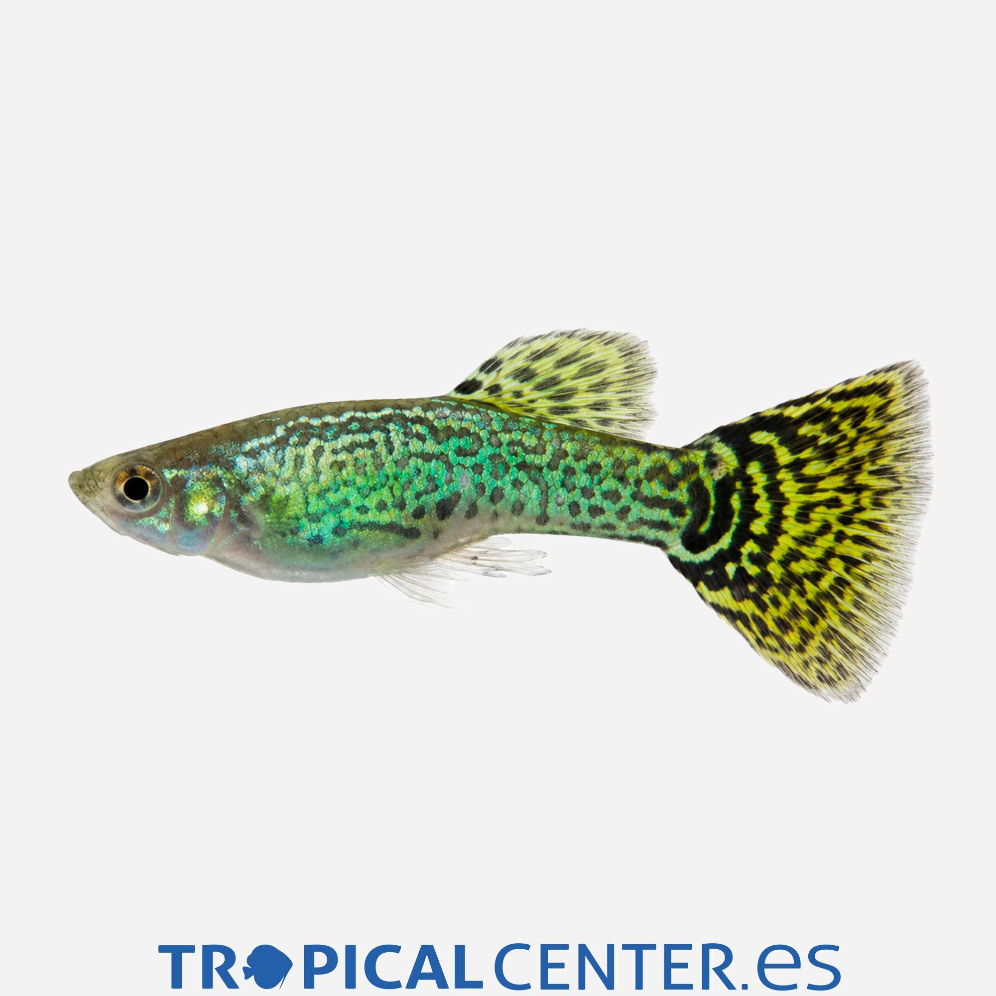 gu193-2-guppy-cobra-verde-hqf_general_5683.jpg