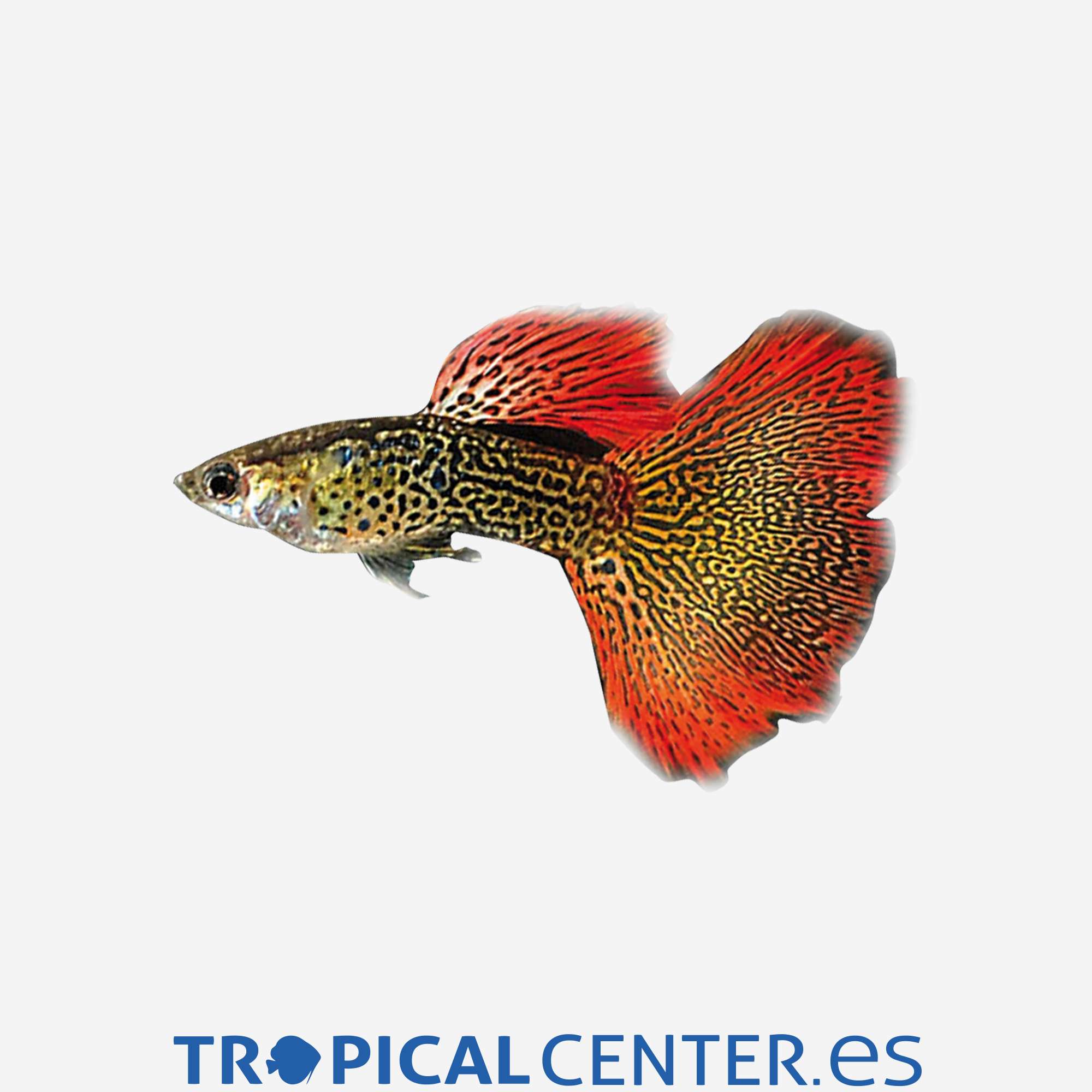 gu209-2-guppy-cobra-rojo-hqf_general_4366.jpg