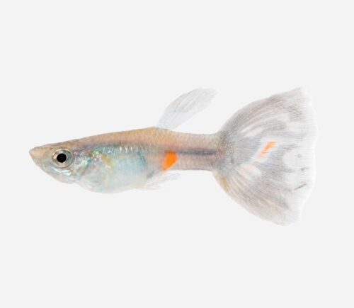 Guppy Mosaico azul 💎HQF💎 (macho)