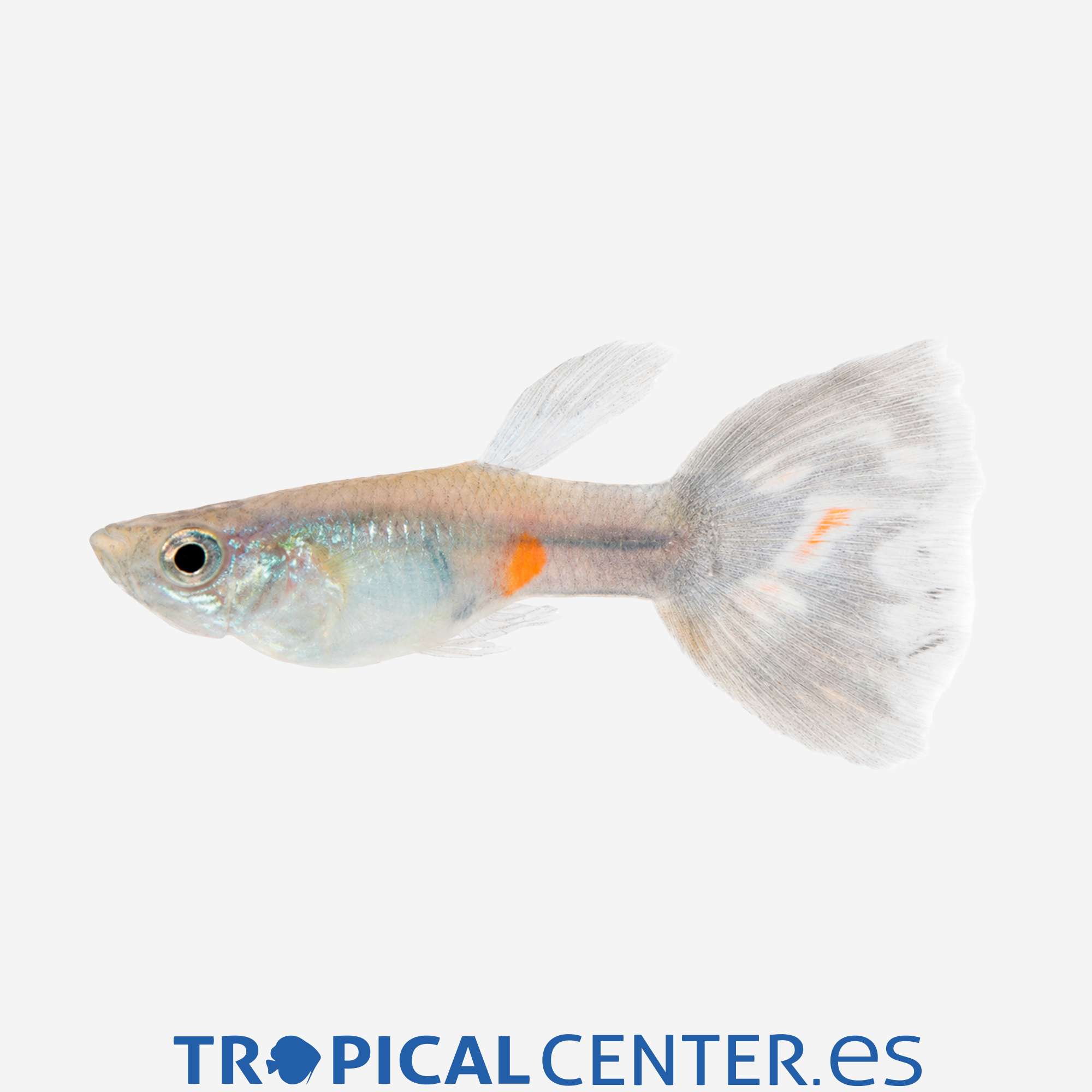 gu236-0-guppy-mosaico-azul-hqf-macho_general_5739.jpg