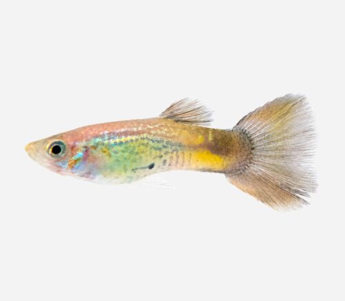 Guppy Cobra negro 💎HQF💎 (macho)