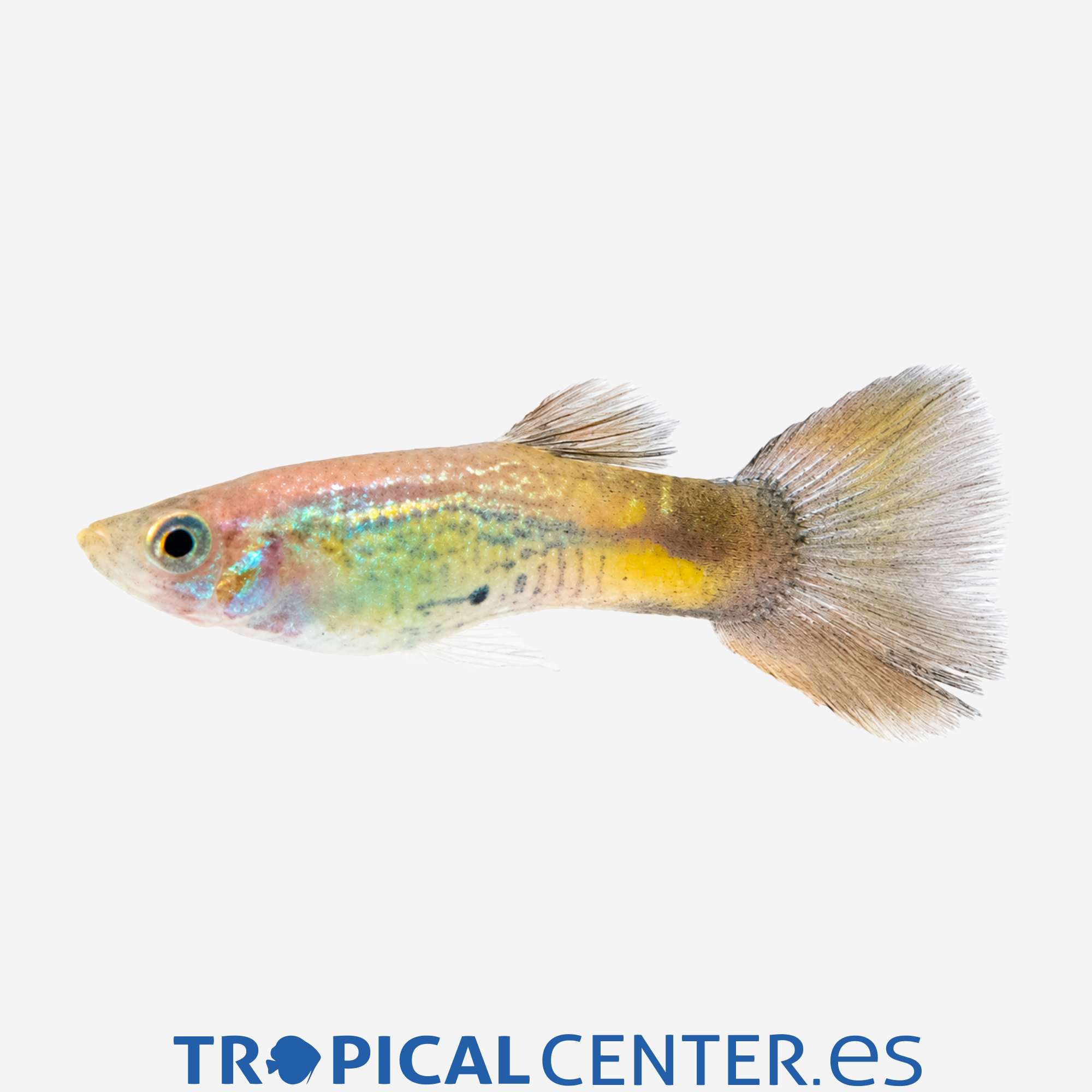 gu346-0-guppy-cobra-negro-hqf-macho_general_5718.jpg