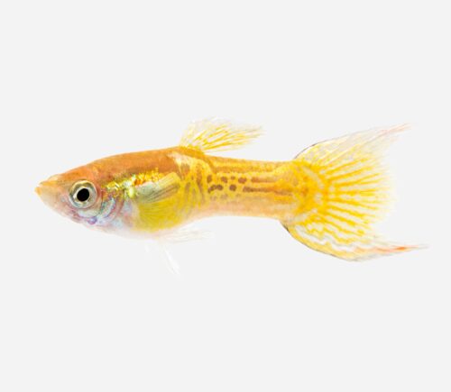 Guppy endler Cobra amarillo (macho)